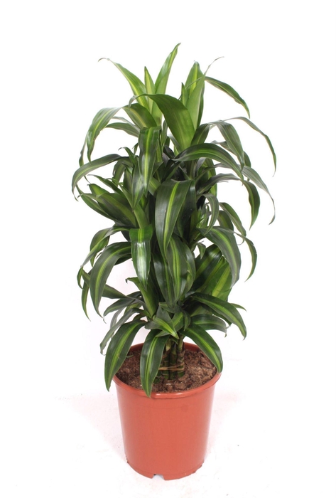 <h4>Dracaena Hawaiian Sunshine</h4>