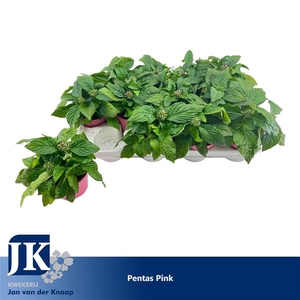 Pentas Pink