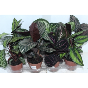 CALATHEA P12 VARIADO