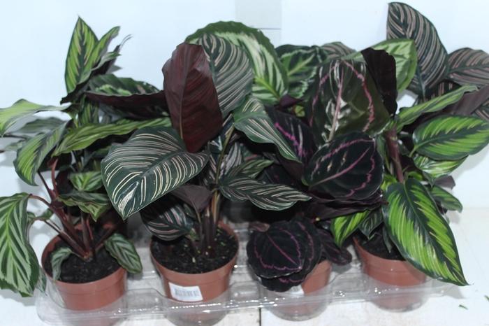 <h4>CALATHEA P12 VARIADO</h4>