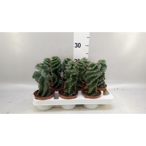 Cereus   ...