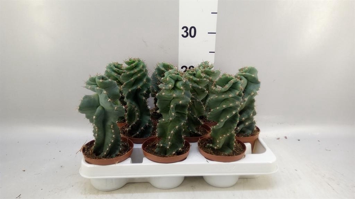 <h4>Cereus   ...</h4>