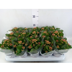 Kalanchoe  'MoreFlow Augusta'