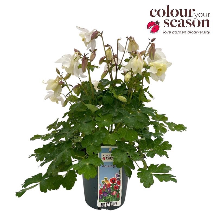 <h4>Aquilegia Overig Spring Magic White</h4>