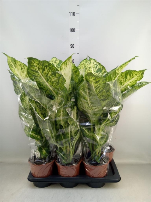 <h4>Dieffenbachia 'Mars'</h4>