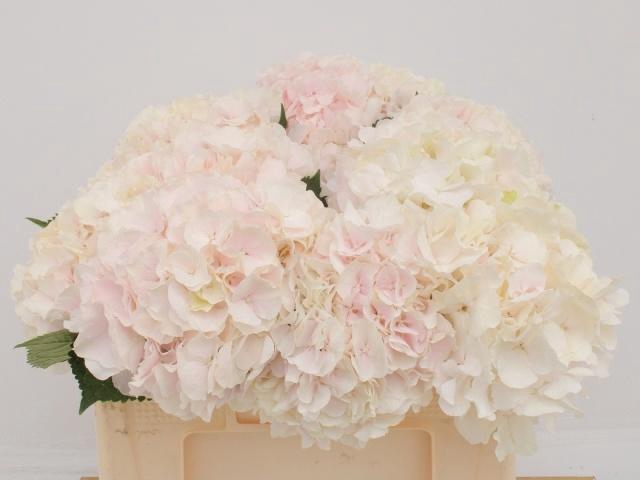 <h4>HYDR M CH SW VERENA</h4>