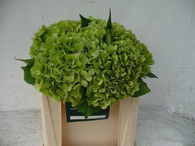 <h4>HYDR M BLIZZARD CL</h4>