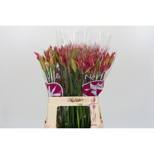 Nerine Ras van Roon