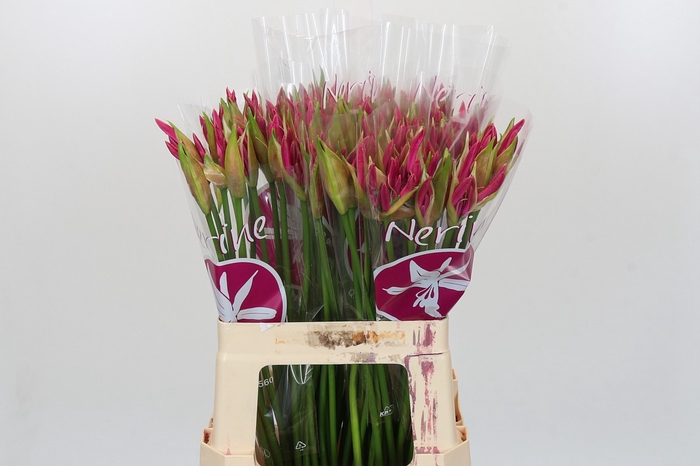 Nerine Ras van Roon