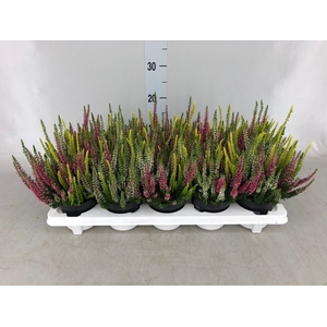 Calluna vulg. 'Beauty L'  ..mix 3/p
