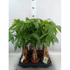 Pachira aquatica