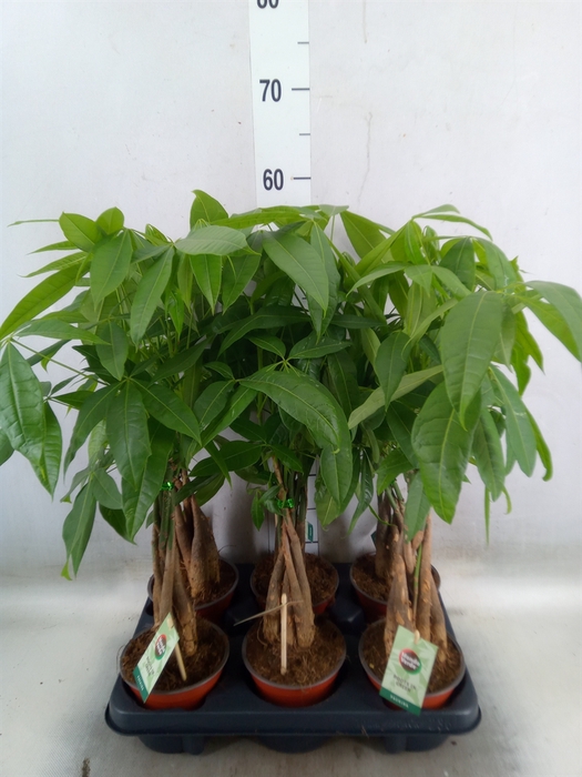 <h4>Pachira aquatica</h4>