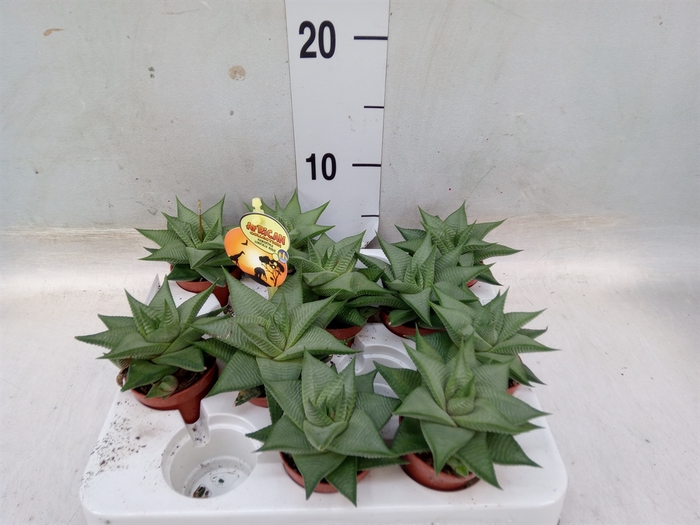 <h4>Haworthia limifolia 'Roux'</h4>