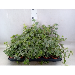 Hedera helix 'White Ripple'