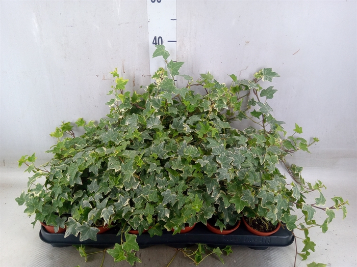 <h4>Hedera helix 'White Ripple'</h4>