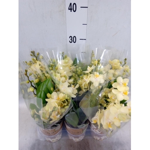 Phalaenopsis multi.   ...yellow