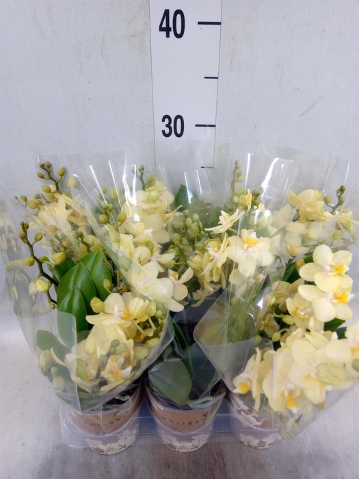 <h4>Phalaenopsis multi.   ...yellow</h4>