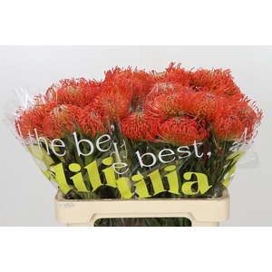 LEUCOSPERMUM CORD. 'SUCCESSION'