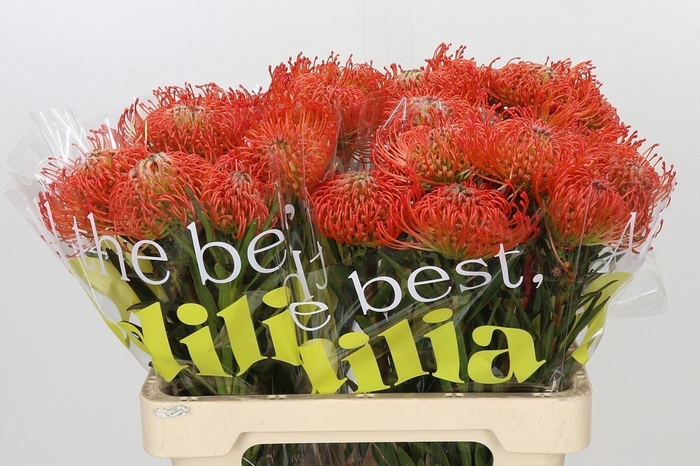 <h4>LEUCOSPERMUM CORD. 'SUCCESSION'</h4>