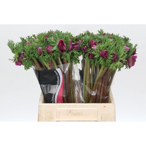 Anemone Mistral Plus Cerise