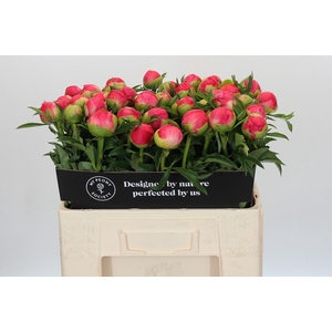 Paeonia Coral Sunset