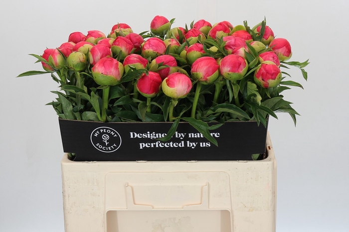 Paeonia Coral Sunset