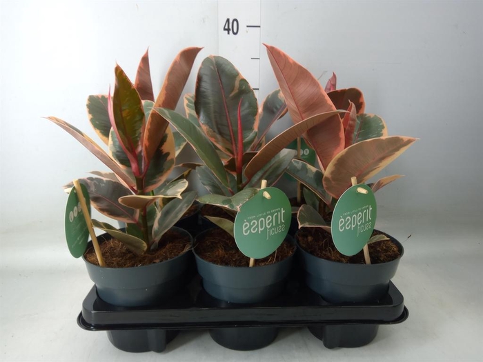 <h4>Ficus elastica 'Belize'</h4>