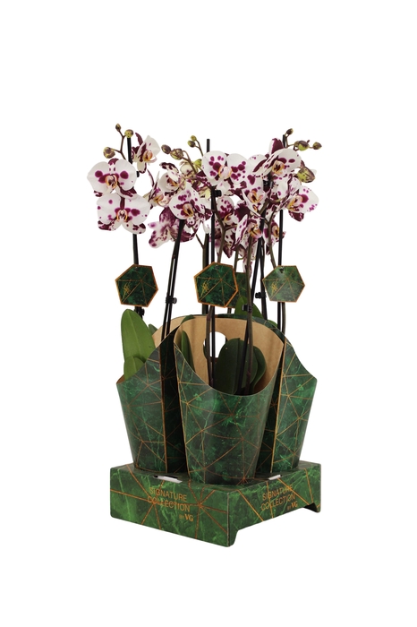 <h4>Signature Golden Nature Cover Phal Polka Doth 2T16+</h4>