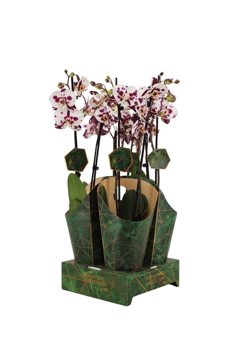 <h4>Signature Golden Nature Cover Phal Polka Doth 2T16+</h4>