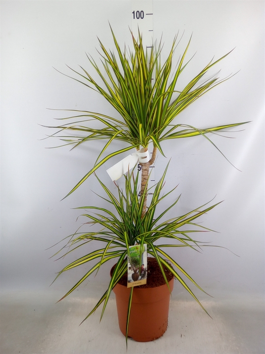 <h4>Dracaena marg. 'Sunray'</h4>