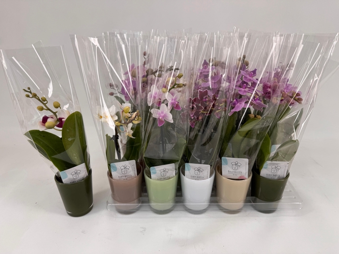 <h4>PHAL MINI</h4>