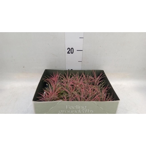 Tillandsia