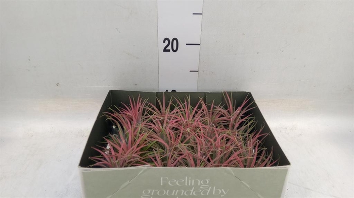 <h4>Tillandsia</h4>