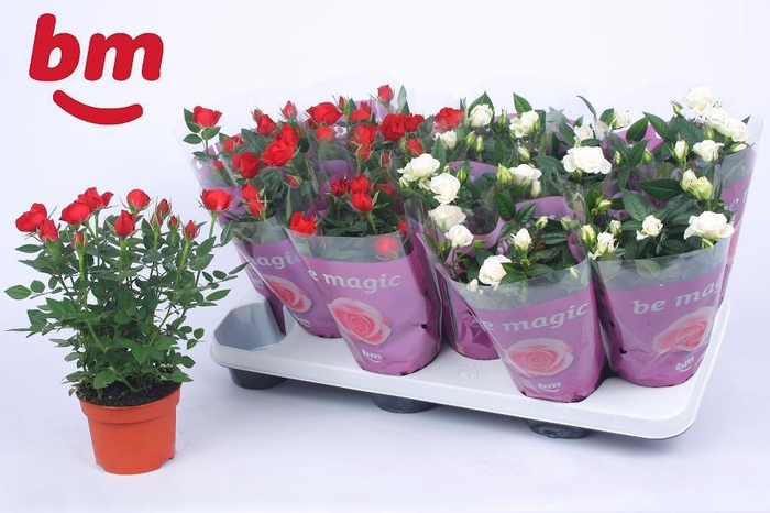 <h4>10,5cm seizoensmix Beau Monde</h4>