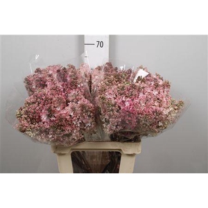 Syr Hy Maidens Blush 2+