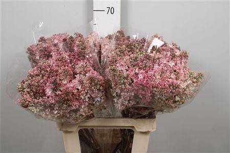 Syr Hy Maidens Blush 2+