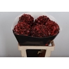 Wax Hydrangea Hydr Wax Paars XL