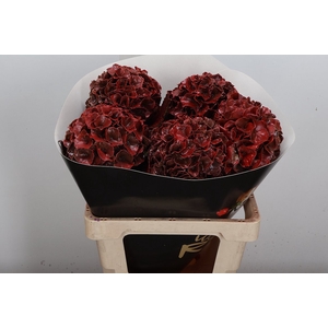 Wax Hydrangea Hydr Wax Milka