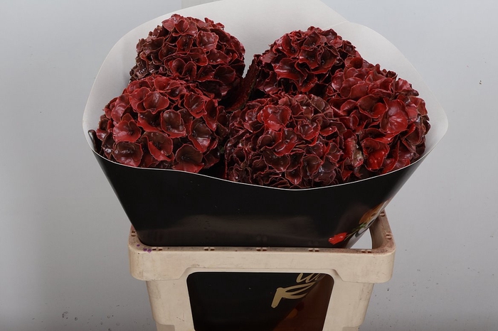 <h4>Wax Hydrangea Hydr Wax Milka</h4>