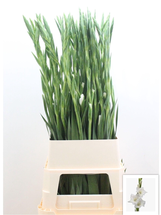 <h4>GLAD GR AMSTERDAM</h4>