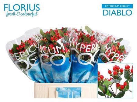 <h4>Hyp Coco Diablo</h4>