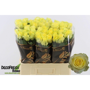 R GR MINION ROSE