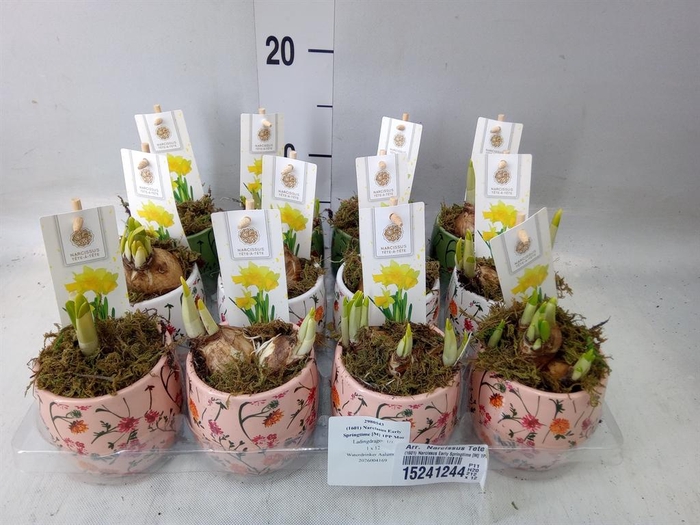 <h4>Arr. Narcissus Tete Tete H%</h4>