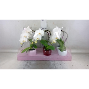Phalaenopsis   ...white