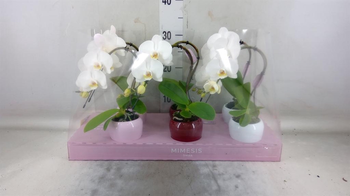 <h4>Phalaenopsis ...white</h4>