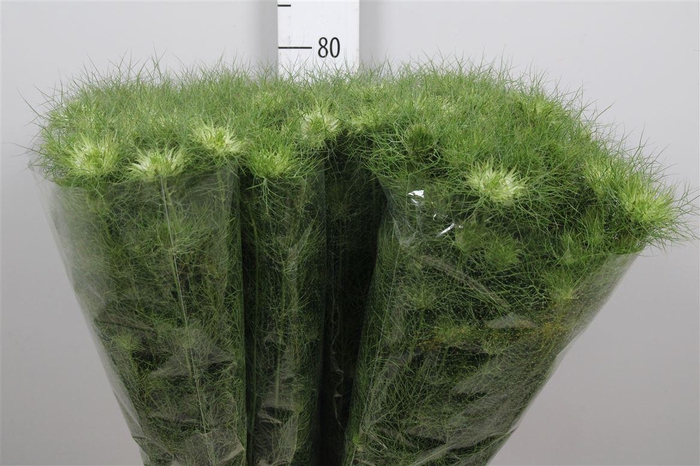 <h4>Nige D Green Dream</h4>