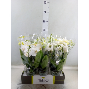 Phalaenopsis   ...white