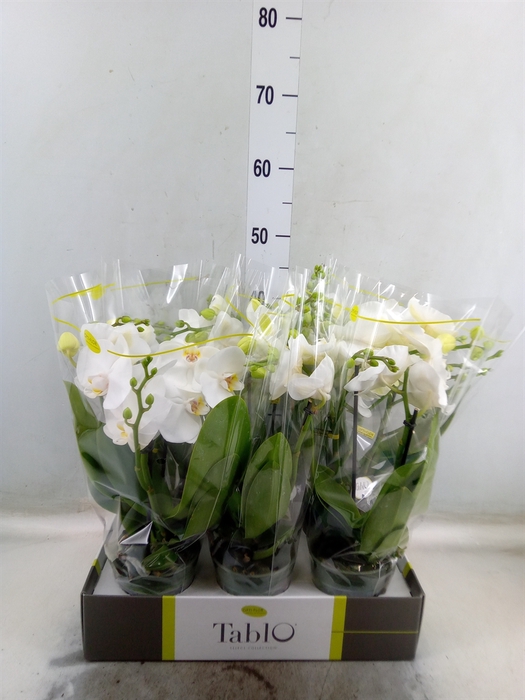 <h4>Phalaenopsis   ...white</h4>
