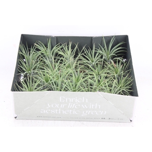 arr3 CP - Till. - Ionantha groen x20