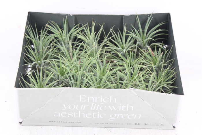 Arr3 Cp - Till. - Ionantha Groen X20